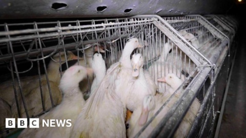 ‘Sickening’ footage shows need for ban, activists say