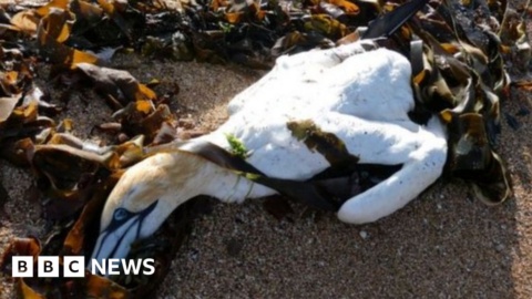 Avian flu hits world’s largest gannet colony on Bass Rock