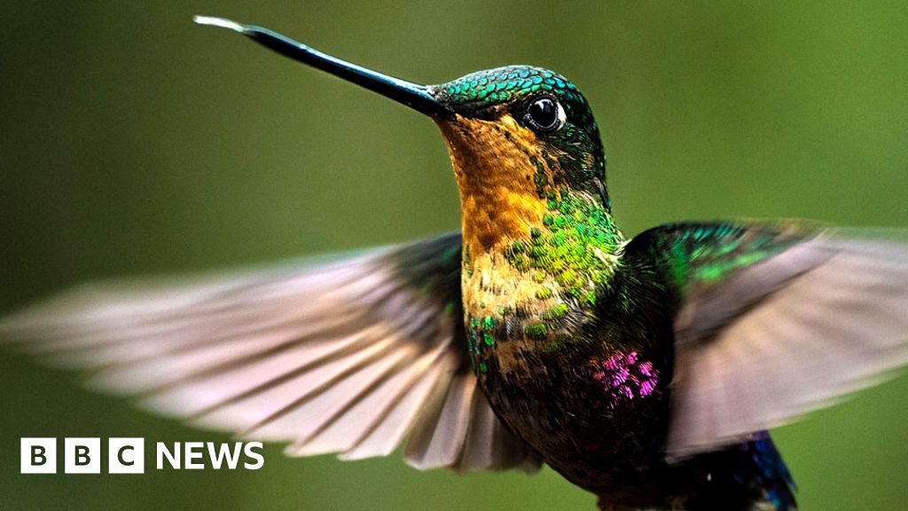 Nations reach ‘historic’ deal to protect nature