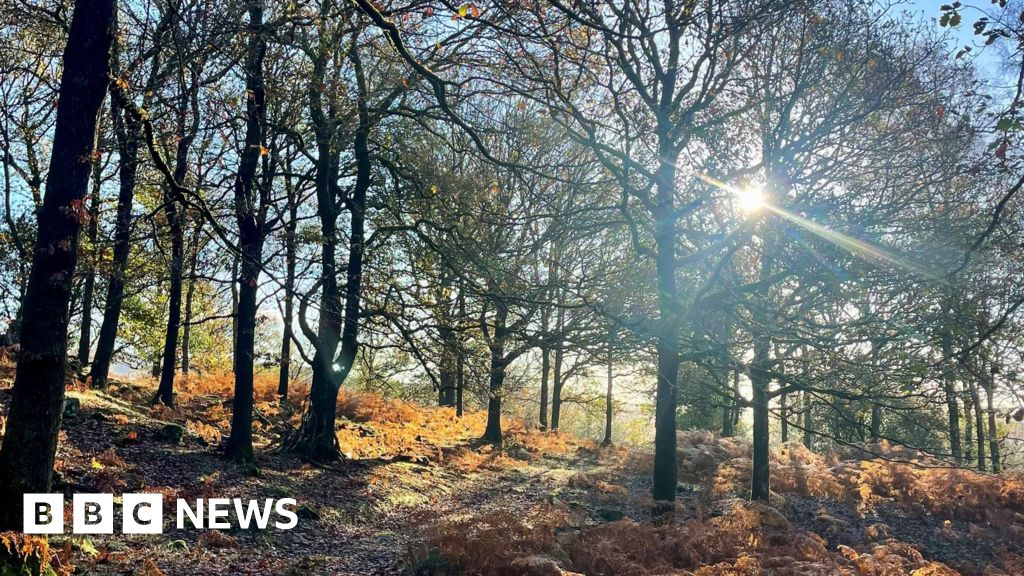 UK’s old trees critical to climate change fight UK’s old trees critical to climate change fight