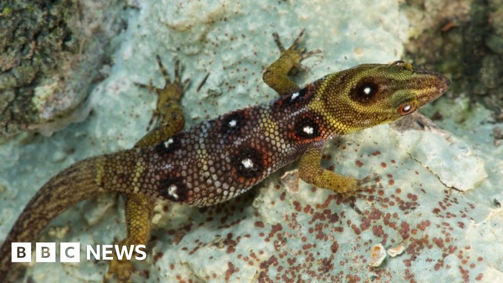 Army of islanders to protect gecko the size of a paperclip Army of islanders to protect gecko the size of a paperclip