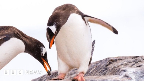 Bath scientists find diving birds could be at evolutionary ‘dead end’