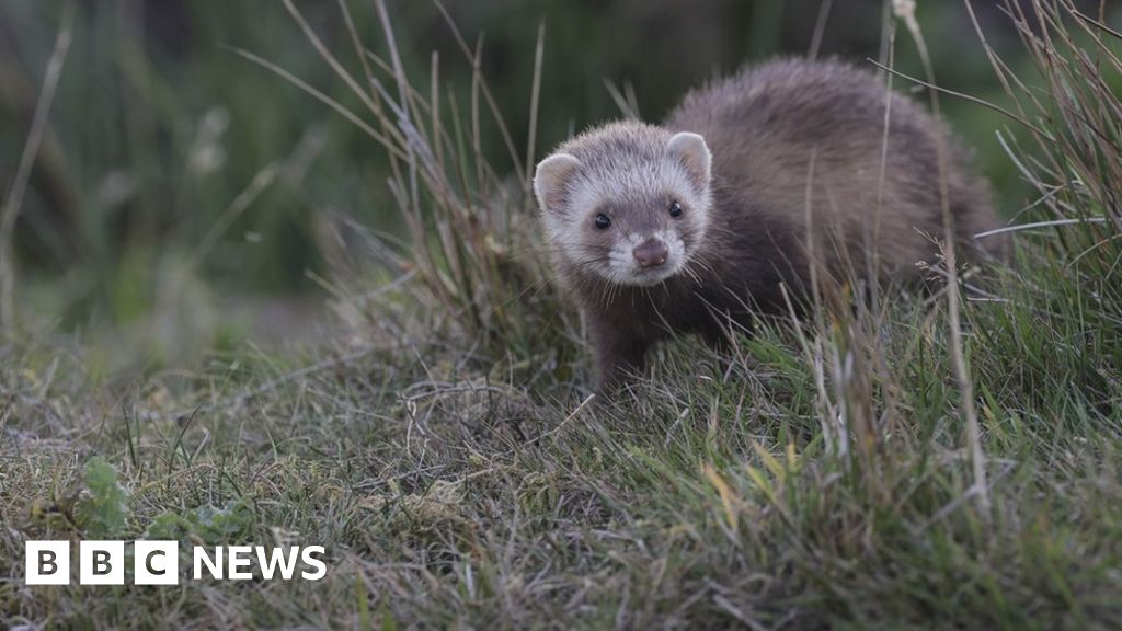 LIFE Raft project ferret traps activated LIFE Raft project ferret traps activated