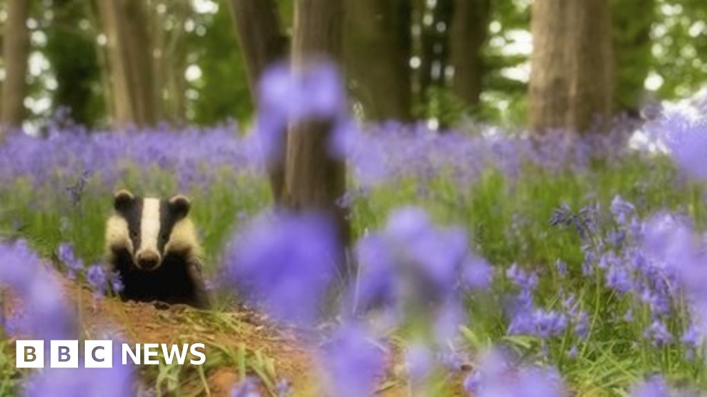 Still time to save Our Wild Isles, say UK conservation charities Still time to save Our Wild Isles, say UK conservation charities