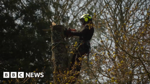 Jersey tree cutting rule change proposals ‘too strict’