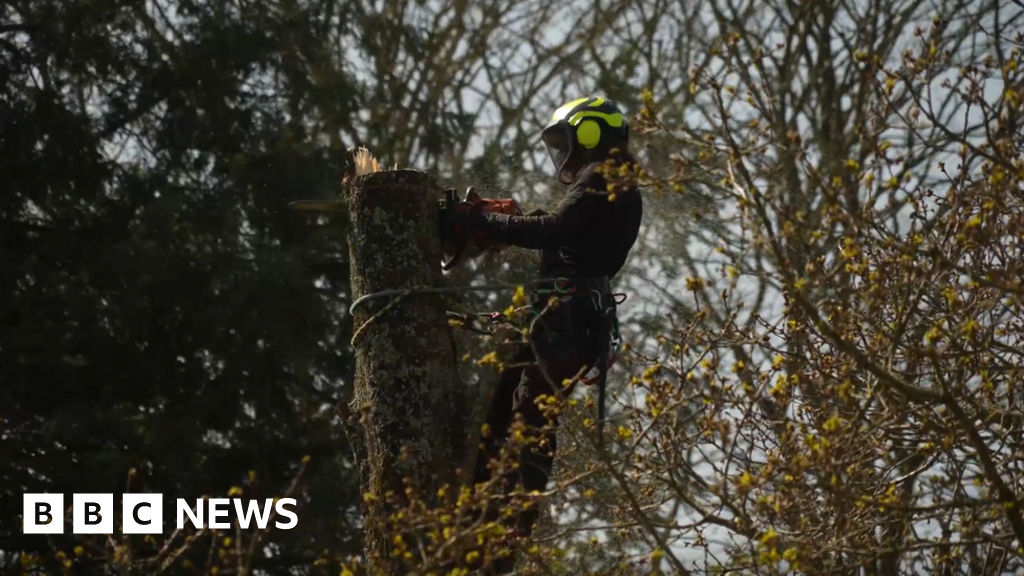 Jersey tree cutting rule change proposals ‘too strict’ Jersey tree cutting rule change proposals ‘too strict’