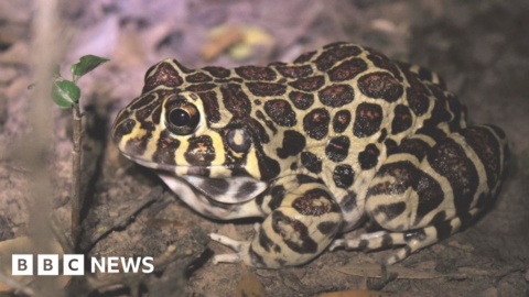 Sex life of rare ‘leopard-print’ frog revealed