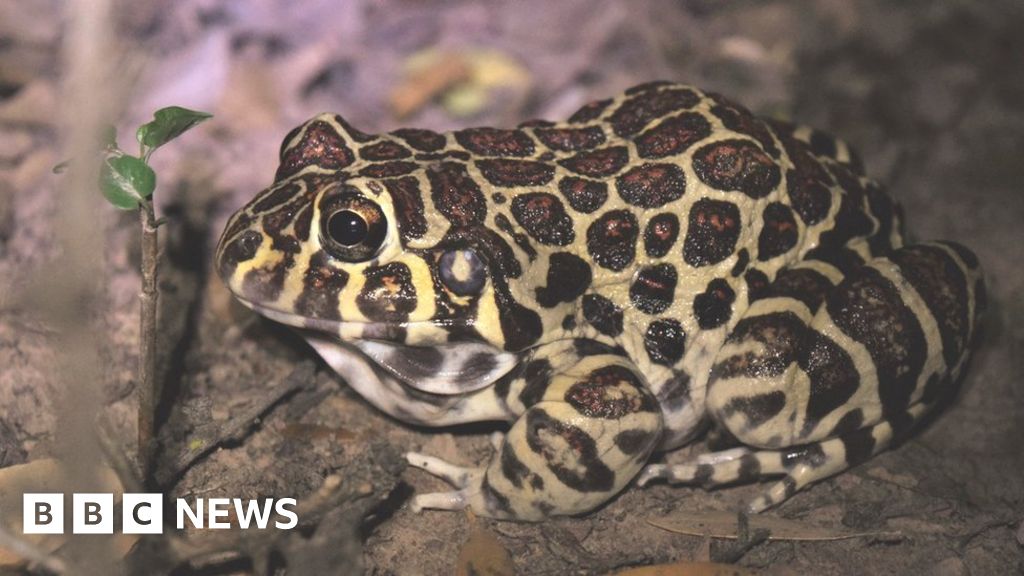 Sex life of rare ‘leopard-print’ frog revealed