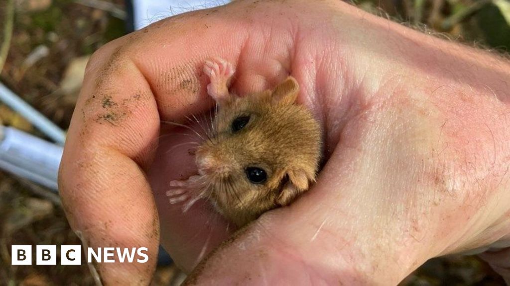 Dormice in east Devon buck national trend Dormice in east Devon buck national trend